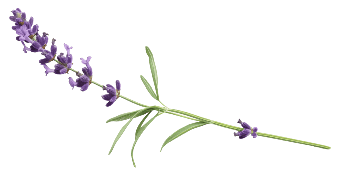 AI generated Lavender sprig on transparent background - stock png. png