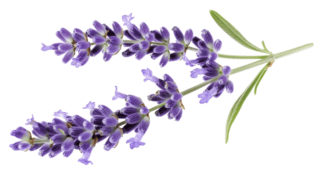 AI generated Lavender sprig on transparent background - stock png. png