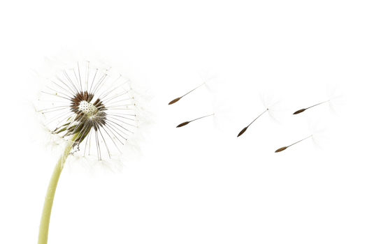 AI generated Dandelion with seeds blowing away on transparent background - stock png. png