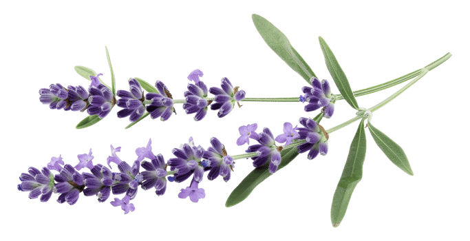 AI generated Lavender sprig on transparent background - stock png. png