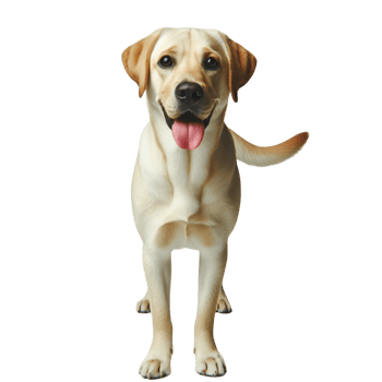 AI generated ransparent Background Labrador Illustration for Versatile Design png