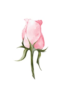 Watercolor pink rose bouquet elements design vector