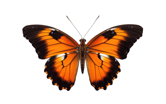 AI generated Orange Black Butterfly On Transparent Background png