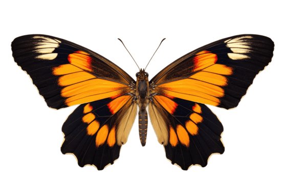 AI generated Butterfly On Transparent Background png