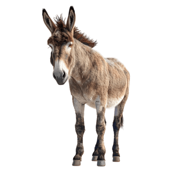 AI generated 3D Rendering of a Donkey Standing on Transparent Background - Ai Generated png