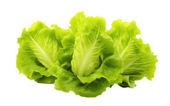 AI generated Lettuce Plant On Transparent Background. png