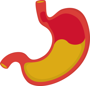 illustration stomach simple png