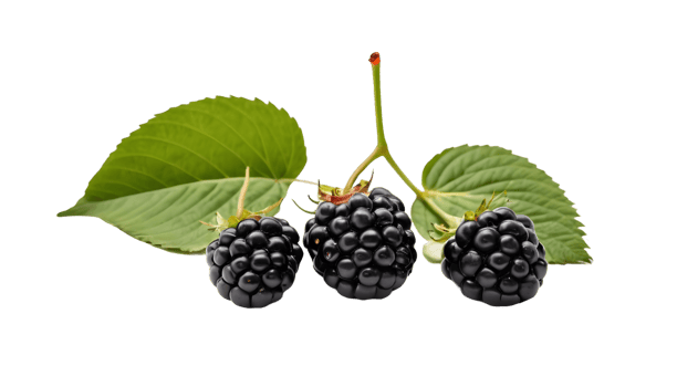 AI generated Blackberry isolated on transparent background. FREE PNG