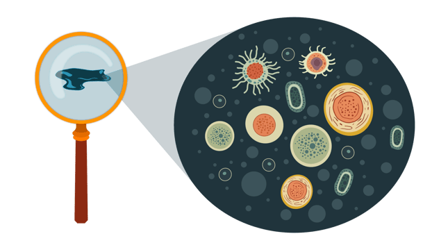 microorganisms and bacteria, Theme of laboratory biological research under microscope, Microscopic protozoa in a drop of water magnification, mutiple microscope in the laboratory, Magnifying glass png