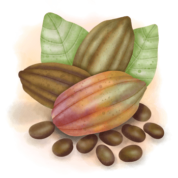 Cocoa trees, cocoa fruits and leaves, cocoa farm png