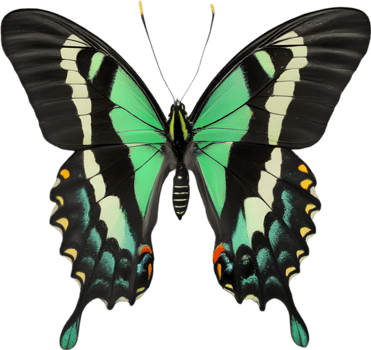 AI generated Colorful and elegant butterfly image. png