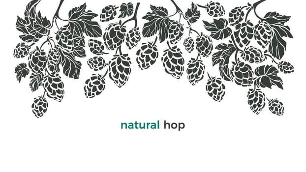 Set of hop. Vector botany border. Bio beverage. Art illustration, nature pattern on white background. Herbal cone, leaf, branch. Simple organic design for beer print, pub.