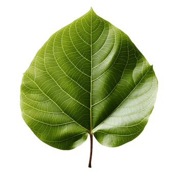 AI generated Fresh Green Bodhi Leaf Isolated on a White Background. Generative Ai png