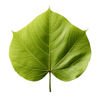 AI generated Fresh Green Bodhi Leaf Isolated on a White Background. Generative Ai png