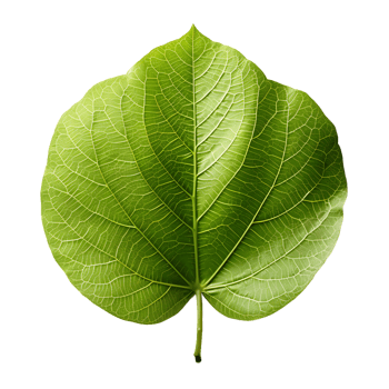 AI generated Fresh Green Bodhi Leaf Isolated on a White Background. Generative Ai png