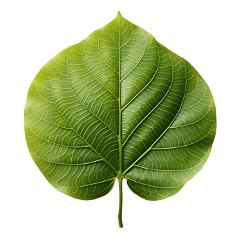 AI generated Fresh Green Bodhi Leaf Isolated on a White Background. Generative Ai png