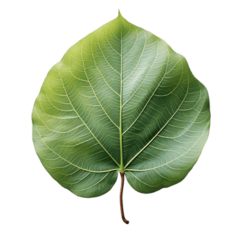 AI generated Fresh Green Bodhi Leaf Isolated on a White Background. Generative Ai png