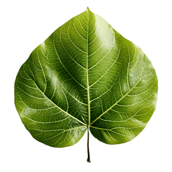 AI generated Fresh Green Bodhi Leaf Isolated on a White Background. Generative Ai png