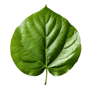 AI generated Fresh Green Bodhi Leaf Isolated on a White Background. Generative Ai png