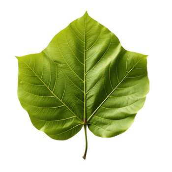 AI generated Fresh Green Bodhi Leaf Isolated on a White Background. Generative Ai png