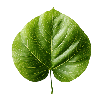 AI generated Fresh Green Bodhi Leaf Isolated on a White Background. Generative Ai png