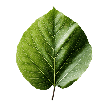 AI generated Fresh Green Bodhi Leaf Isolated on a White Background. Generative Ai png