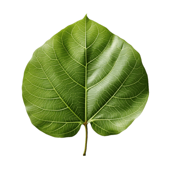 AI generated Fresh Green Bodhi Leaf Isolated on a White Background. Generative Ai png