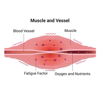 Muscle and Vessel Science Design Vector Illustration Diagram