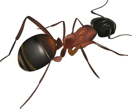 Detailed illustration of an ant vector