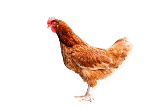 Chicken, Full body of brown chicken hen standing isolated transparent background, Laying hens farmers concept. PNG File
