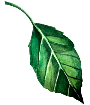 Watercolor hand drawn illustration of apple green leaf. png