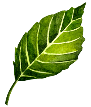 Watercolor hand drawn illustration of apple green leaf. png