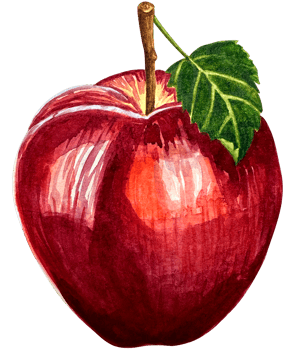 Watercolor red apple fruit whole with leaf closeup isolated on white background png