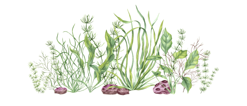 Undersea plants, pebbles. Green, yellow kelps, colored stones. Lagoon underwater world. Marine fauna. Watercolor illustration. Design of shops print card book logo png
