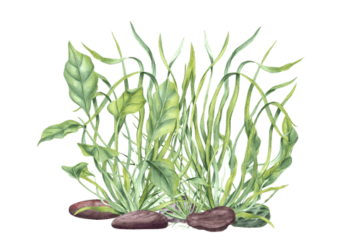 Aquarium green plants among pebbles. Marine composition with Sea grass, kelps, stones. Algae, seaweeds. Underwater herbs. Watercolor illustration. Design shops print card book logo png
