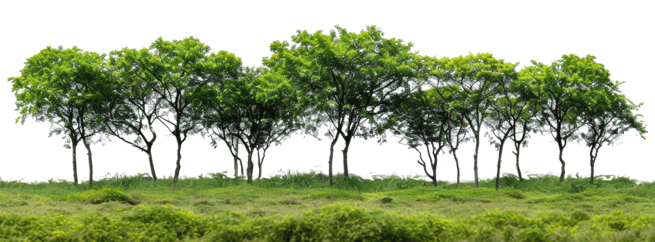 AI generated Serene forest glade with lush green trees and underbrush on transparent background - stock png. png