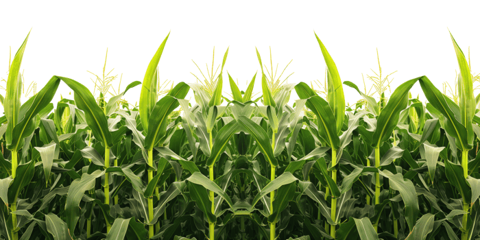 AI generated Lush green cornfield with rows of tall maize plants in summer on transparent background - stock png. png