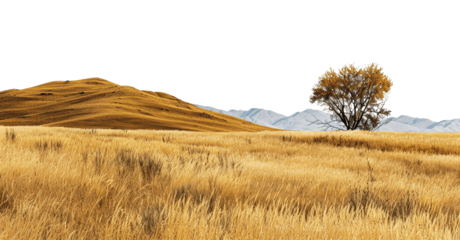 AI generated Solitary tree in a vast golden field under clear skies on transparent background - stock png. png
