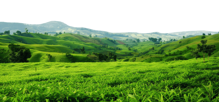 AI generated Vibrant green tea plantations covering rolling hills in a lush landscape on transparent background - stock png. png