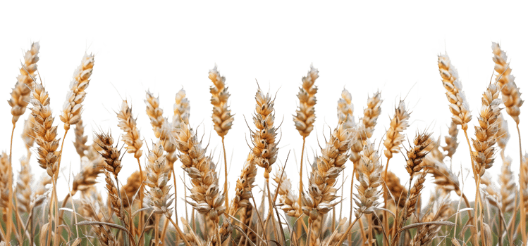 AI generated Golden ripe wheat field ready for harvest in agriculture on transparent background - stock png. png
