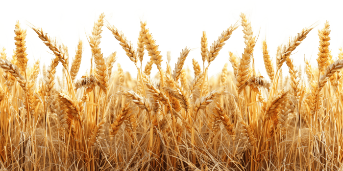AI generated Golden ripe wheat field ready for harvest in agriculture on transparent background - stock png. png