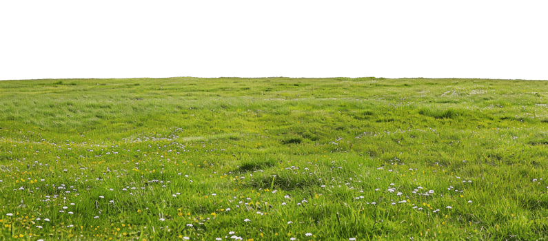 AI generated Vibrant green meadow with wildflowers on transparent background - stock png. png