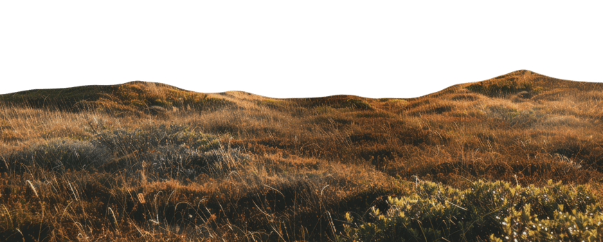 AI generated Golden wild grassland on transparent background - stock png. png
