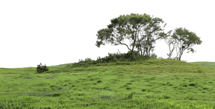AI generated Solitary tree on a rolling green hill on transparent background - stock png. png