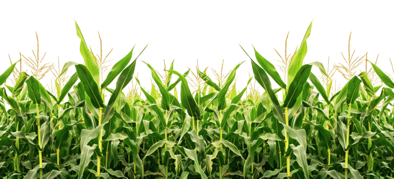 AI generated Lush cornfield on transparent background - stock png. png