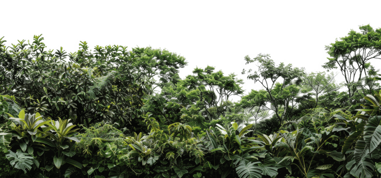 AI generated Dense tropical forest canopy with diverse foliage on transparent background - stock png. png