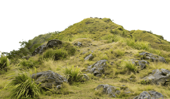 AI generated Mountain path through golden tussock grassland on transparent background - stock png. png