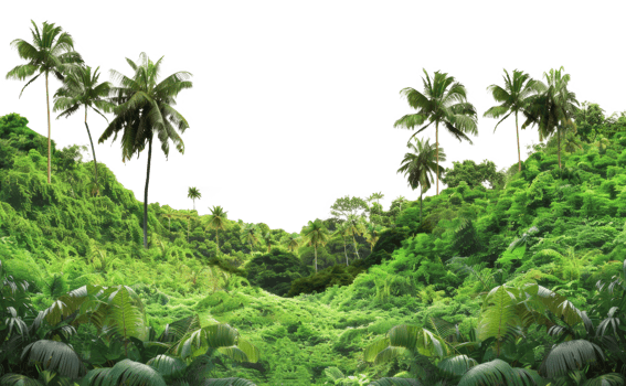 AI generated Vibrant tropical forest on transparent background - stock png. png