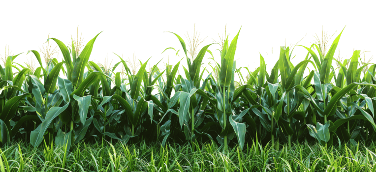 AI generated Lush cornfield on transparent background - stock png. png