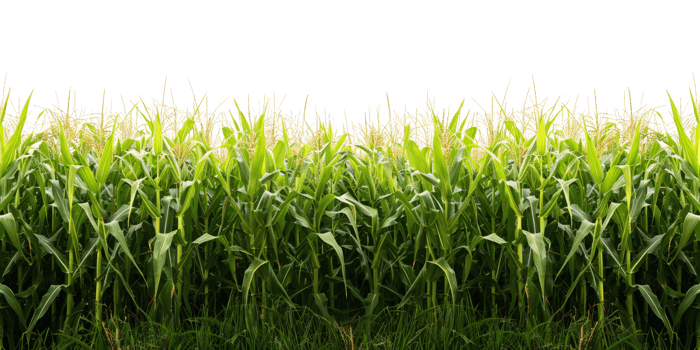 AI generated Lush cornfield on transparent background - stock png. png